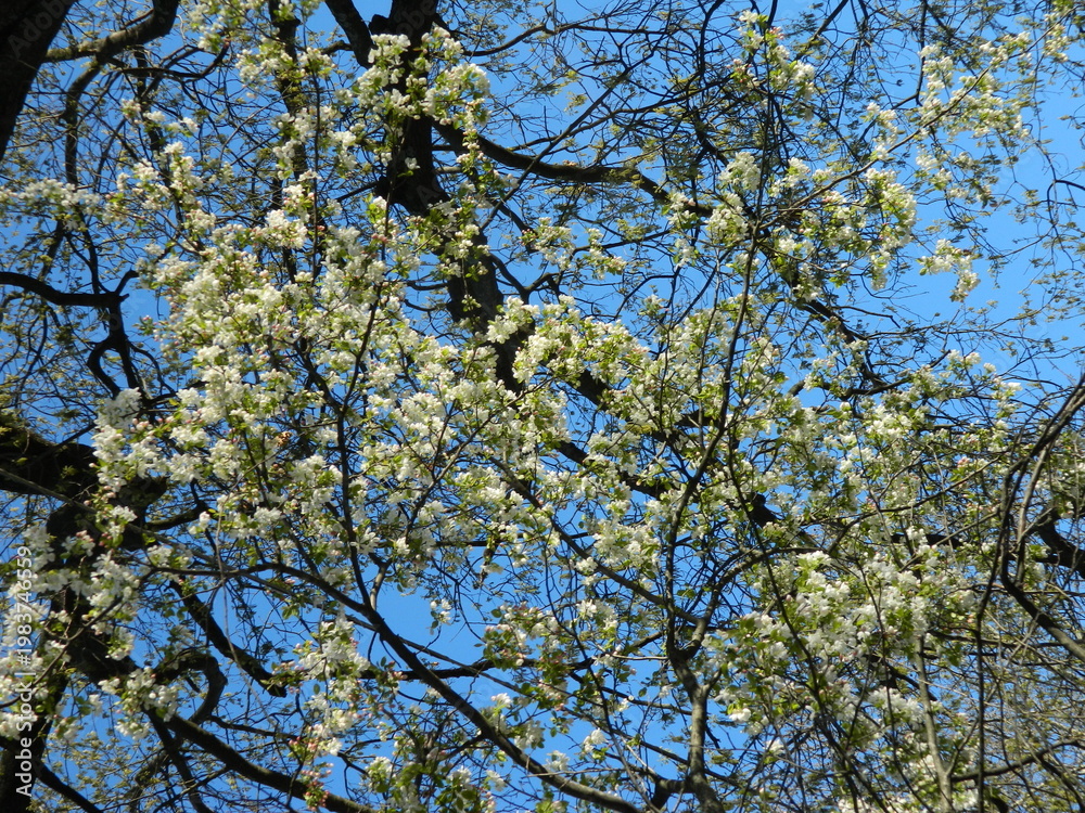 Fototapeta premium tree in spring