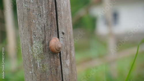 snails stuck to rotten bamboo