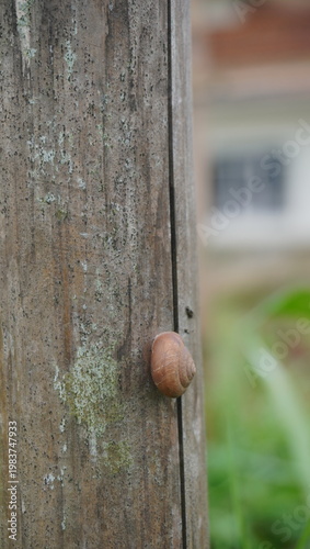 snails stuck to rotten bamboo