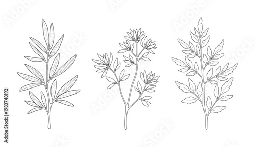 Black and white botanical line of three different leafy stems leaves