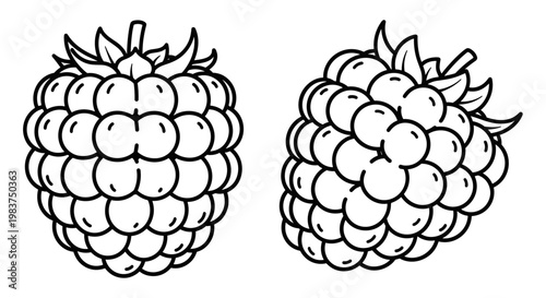 A minimalist line art illustration of two blackberries on a white background
