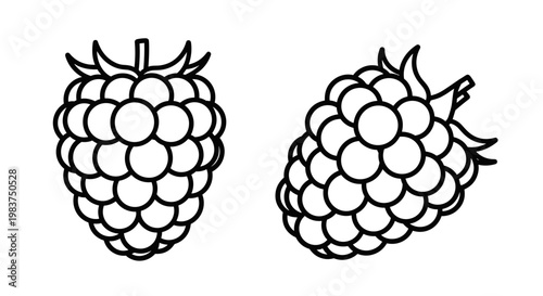 A minimalist vector illustration of two blackberries on a white background