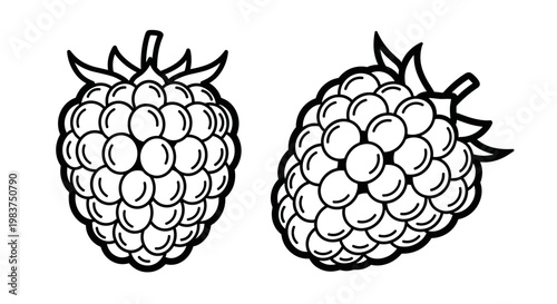 A minimalist vector illustration of two blackberries on a white background