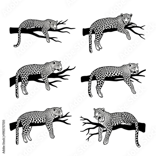 Leopard Poses on Tree Branches: Six Variations of a Wild Cat Resting
