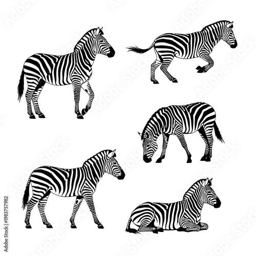 Set of Five Zebras in Different Poses on White Background