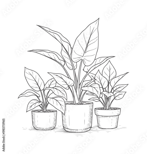 Three potted indoor plants with large green leaves in monochrome pots foliage