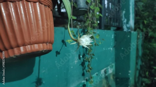 The beauty of the Wijaya Kusuma flower—also known as the Queen of the Night, the Flower of Glory, or Epiphyllum oxypetalum—when it blooms at night. This white-flowered plant has a fragrant aroma