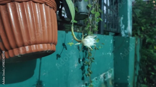 The beauty of the Wijaya Kusuma flower—also known as the Queen of the Night, the Flower of Glory, or Epiphyllum oxypetalum—when it blooms at night. This white-flowered plant has a fragrant aroma