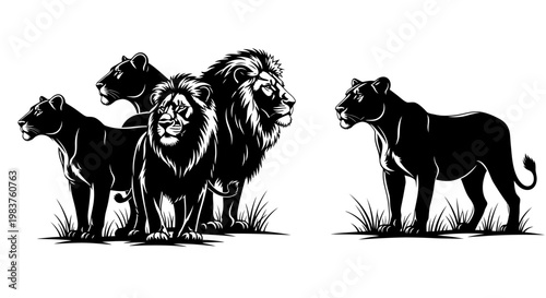 Majestic Lions Pride and Solitary Lioness Illustration on White Background