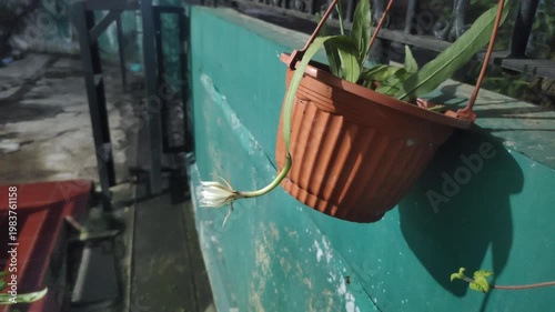 The beauty of the Wijaya Kusuma flower—also known as the Queen of the Night, the Flower of Glory, or Epiphyllum oxypetalum—when it blooms at night. This white-flowered plant has a fragrant aroma