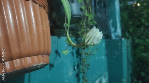 The beauty of the Wijaya Kusuma flower—also known as the Queen of the Night, the Flower of Glory, or Epiphyllum oxypetalum—when it blooms at night. This white-flowered plant has a fragrant aroma