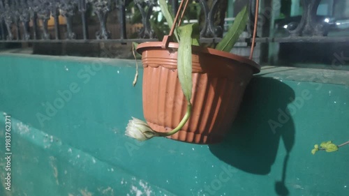 The beauty of the Wijaya Kusuma flower—also known as the Queen of the Night, the Flower of Glory, or Epiphyllum oxypetalum—when it blooms at night. This white-flowered plant has a fragrant aroma