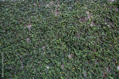 Closeup of Green Climber Plant on wall natural background concept selective focus at Thailand.