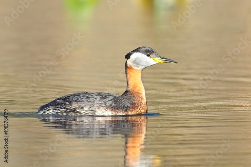   Red necked grebe swims in calm water.