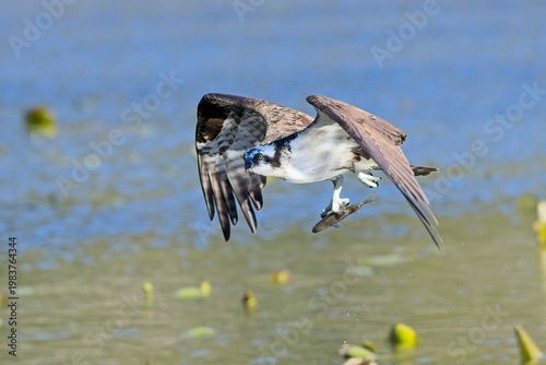  Osprey with fish in its talons.