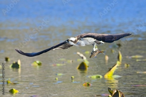  Osprey glides over water with its catch.