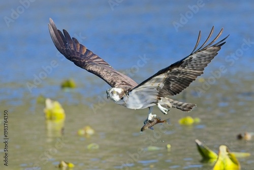  Osprey flies away with its catch.