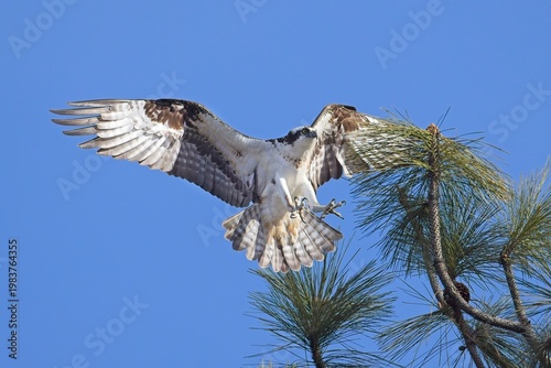  Osprey flying in to a branch.
