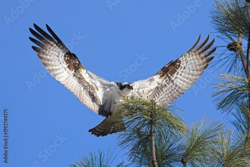  Osprey lands on a branch.