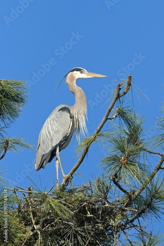  Portraiture of heron perched on branch.