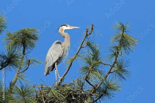  Great blue heron perched on tree.