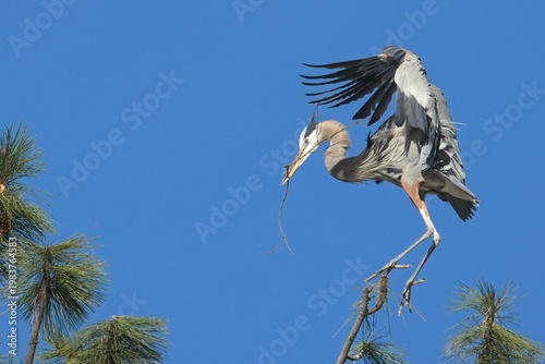  Heron landing in a tree branch