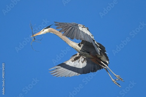  Heron flying with a stick in its beak.