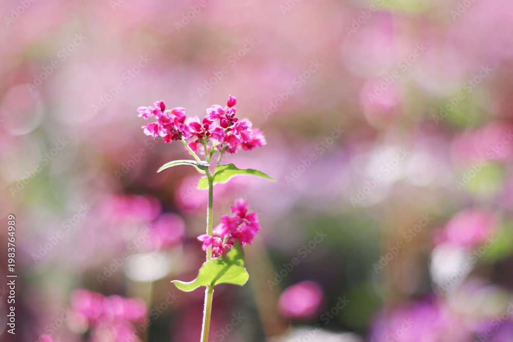 Fototapeta premium 満開の美しい赤そばの花