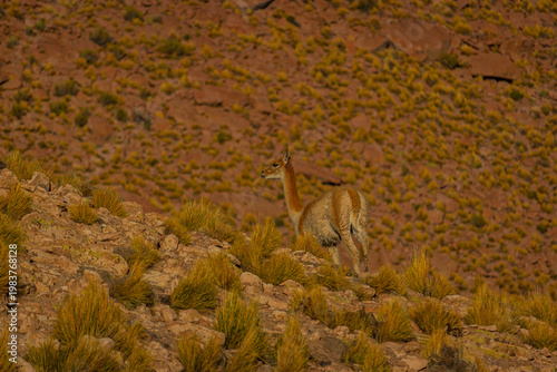 vicuña in the mountains
