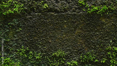 Green Moss and Small Plants Growing on Weathered Concrete Wall Texture Background