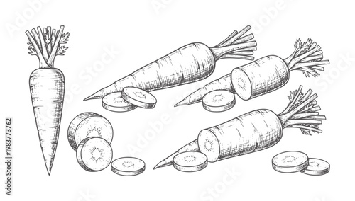 Handdrawn black and white parsnips and sliced parsnips roots slices monochrome