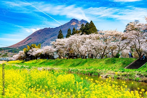 由布院の桜並木