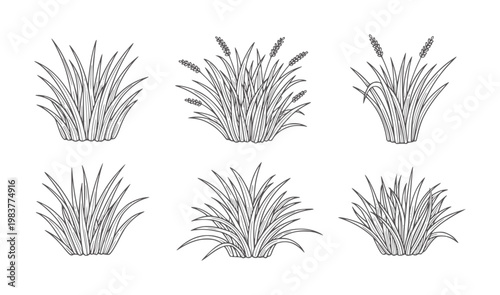 Monochrome line of various grass clusters with seed heads