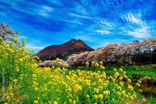 由布院の桜並木