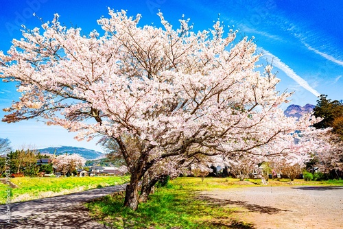 由布院の桜並木