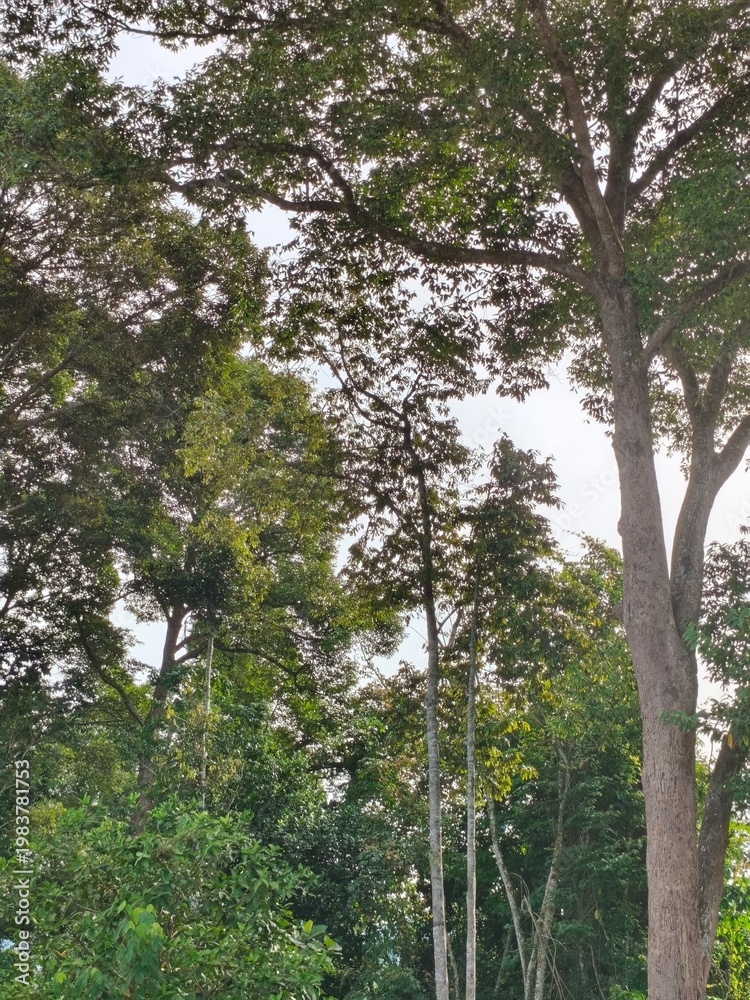 Fototapeta premium trees in the forest