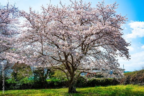 はちまんの郷の桜