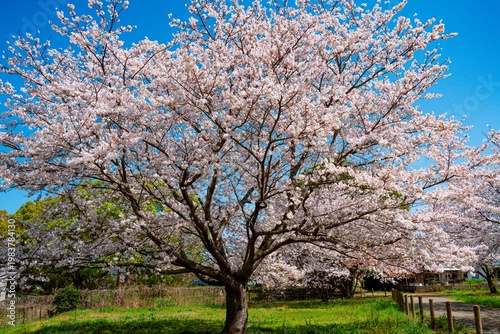 はちまんの郷の桜