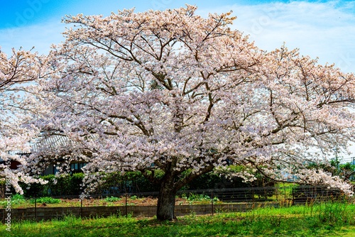 はちまんの郷の桜