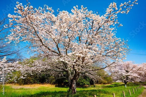 はちまんの郷の桜