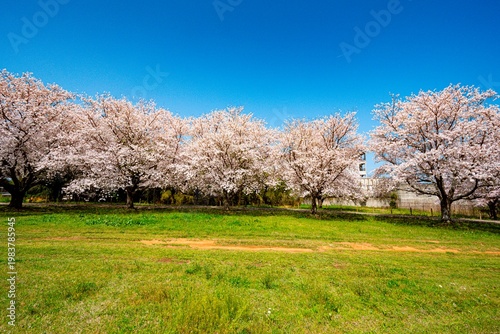 はちまんの郷の桜