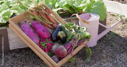 Vertical video: Crate of veg and pink watering can on gravel, camera moving closer showing details