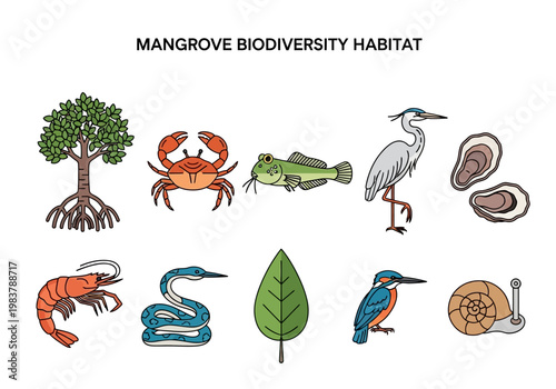 Diverse Mangrove Ecosystem A Visual Showcase of Habitat Biodiversity