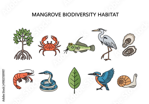 Illustration of various flora and fauna found in a mangrove biodiversity habitat