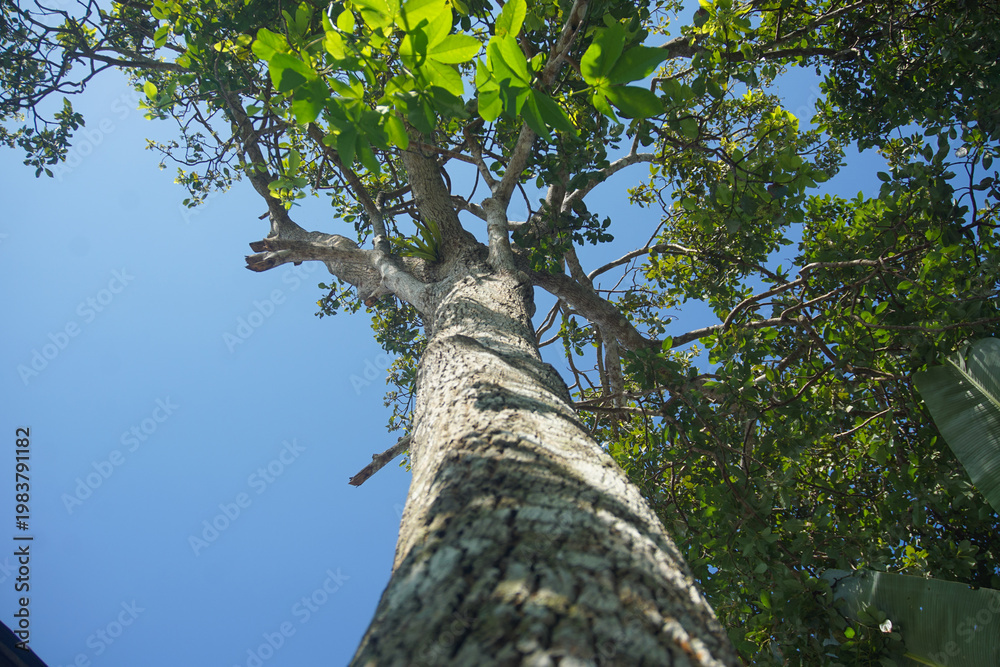 Fototapeta premium Low Angle View of a Tall Avocado Tree Trunk and Canopy Against a Clear Blue Sky