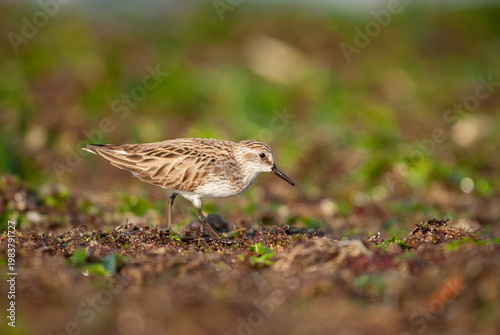 An adult White-rumped Sandpiper foraging among seaweed at the Jersey Shore