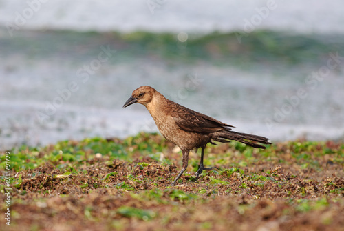 An adult female Grackle foraging among seaweed at the Jersey Shore