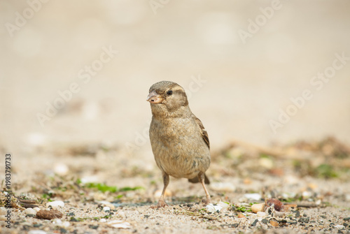 A female House Sparrow foraging on a sandy beach at the New Jersey shore