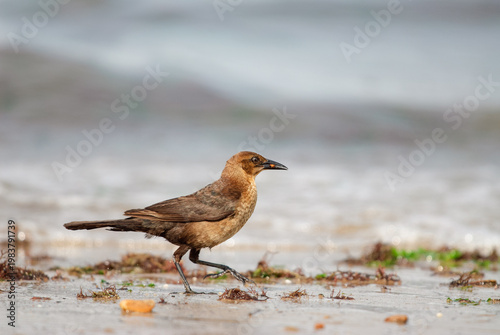 An adult female Boat-tailed Grackle foraging along the shoreline