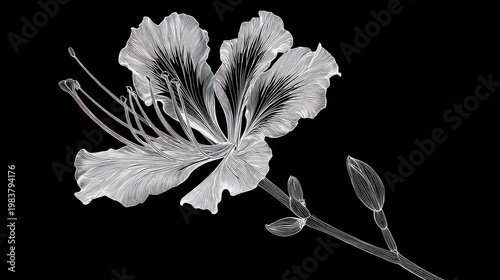 Detailed Monochrome Illustration of Stylized Flower on Black Background